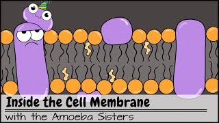 Inside the Cell Membrane [upl. by Idurt]