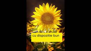 Buna dimineata🌻iti doresc o zi placuta🌻bunadimineata motivation cute [upl. by Ahsimek]