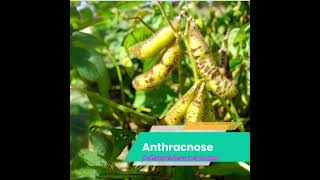 Disease in Soyabean Cropसोयाबीन की फसल में रोग farmingdiseasemanagementsoyabeanicariarishorts [upl. by Kostman]