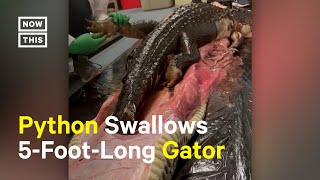 5Ft Gator Found in Stomach of Python Captured in Everglades [upl. by Demeter]