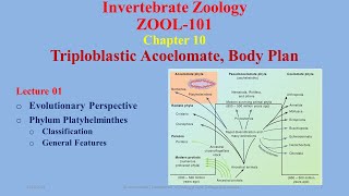 Triploblastic Acoelomates Evolutionary Perspective Platyhelminthes Classification [upl. by Ylra]