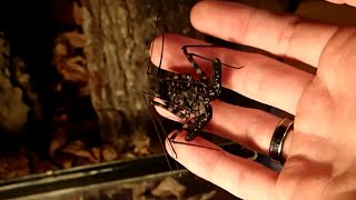 Tailless Whip Scorpion Setup amp Care  Geißelspinnen Terrarium amp Haltung [upl. by Lydell]