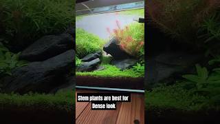 plant aquarium setup using stem plants aquarium feeds [upl. by Sauder]