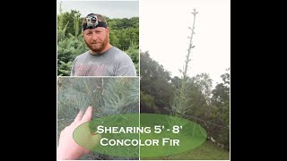 Shearing 5  8 Concolor Fir [upl. by Ahseinet]