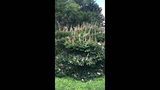 Bottlebrush Buckeye Pollinator Heaven [upl. by Wohlen]