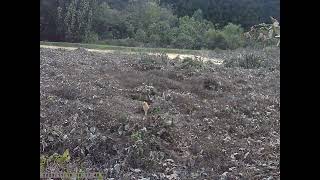 Red Tabby Cat Crossing Fallow Field in Late Autumn Caught on Trailcam [upl. by Brookhouse808]