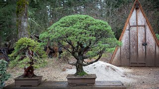 Repotting a Bonsai Monterey Cypress [upl. by Joanie738]