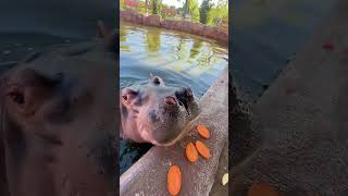 Mochi I also eat that fruit platter hippopotamus magical animals on confusing behavio [upl. by Bucher]