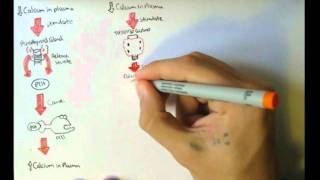 Bone Homeostasis Calcium and Phosphate Hormones [upl. by Aronael]