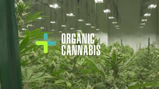 Organic Cannabis [upl. by Tomchay]