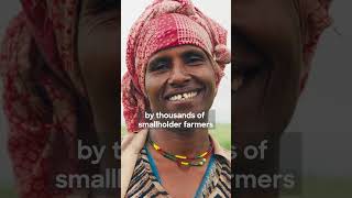 How smallholder farmers transformed Ethiopia’s wheat production [upl. by Kowalski]