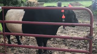 Maddox Speaks  Belted Galloway Homestead [upl. by Ecertap]