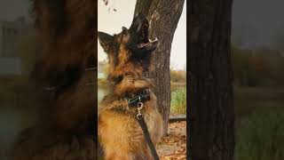 German Shepherd vs Doberman Pinscher 🐕🆚🐾 [upl. by Drogin]