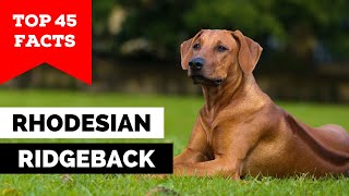 99 of Rhodesian Ridgeback Owners Dont Know This [upl. by Bilac530]