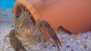 Understanding Crayfish A beginners Guide  SlapHazard Films [upl. by Foote]