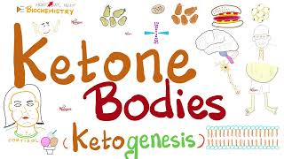 Urine Ketone Bodies  Ketosis and Ketoacidosis  Lab Chemistry [upl. by Sherburn390]