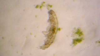 water bear Goldstein lab UNC Chapel Hill [upl. by Redleh357]