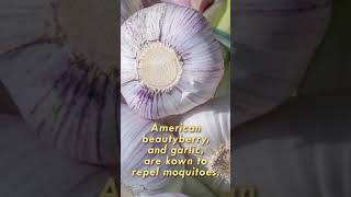 Plants amp Animals For Organic Mosquito Control shorts mosquitocontrol [upl. by Faber386]