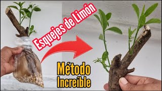 Increíble Enraiza Esquejes de Limón 🌿🍋 tendrás Limonero cargado de Frutos rápido en Maceta [upl. by Sholes213]