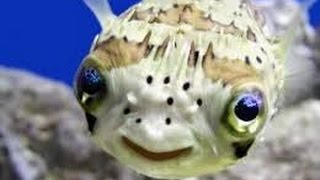 porcupine puffer fish pete spitting water out of tank [upl. by Clint746]