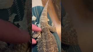 Bearded dragon shed fleshy legskin removal BeardedDragons SheddingVideos Voiceover ￼ [upl. by Yrreg]