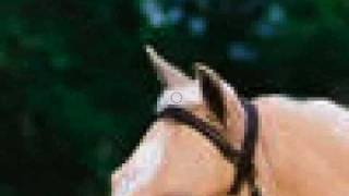 How to Smudge a Horses Mane in Photoshop [upl. by Enoob]