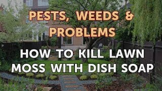 How to Kill Lawn Moss With Dish Soap [upl. by Assirrac]