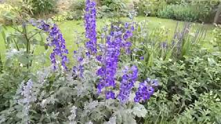 Delphinium and Nepeta plant combination for cottage garden [upl. by Ryann25]