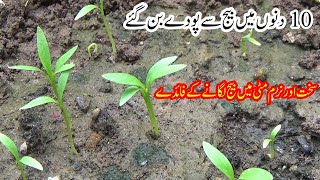 Hard Soil VS Soft Soil Which is BEST for Planting Seeds [upl. by Antonius]