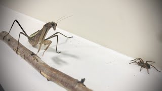 Wolf Spider Makes Mistake Runs In Front Of Mantis [upl. by Yrannav]