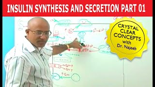 Insulin Synthesis and Secretion  Part 14💉 [upl. by Moira]