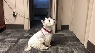 WEST HIGHLAND TERRIER BARKS CUTE [upl. by Anaehs269]