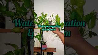 Water propagation epipremnum epipremnum epipremnumaureum waterpropagation indoorplants plants [upl. by Crow103]