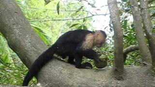 Whitefaced monkey breaking coconut [upl. by Leavitt]