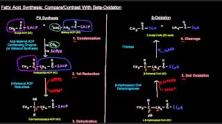 Fatty Acid Synthesis Part 6 of 12  SideBySIde Comparison With Beta Oxidation [upl. by Humfried]