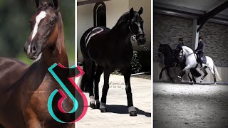 The BEST HORSE TikTok Compilation 4 [upl. by Kcirtemed830]