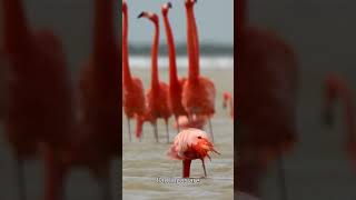 Are Flamingos Born Pink 🌸 The Surprising Truth animals shorts trendingshorts [upl. by Kcirdled]