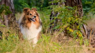 The Shetland Sheepdog An In Depth Guide to the Breed [upl. by Roon]