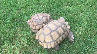 Sulcata Tortoise Breeding Ritual [upl. by Aryl]