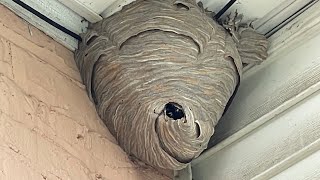 Duct tape vs Hornet nest trapping them inside [upl. by Norrehc]