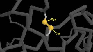 04 6 disulfide bonds [upl. by Delphinia]