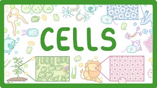 GCSE Biology  Cell Types and Cell Structure 2 [upl. by Chu]