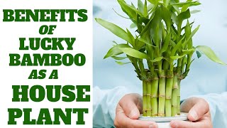 Benefits of Lucky Bamboo Plant Discover the Power of Lucky Bamboo as Indoor for Your Home [upl. by Aicnarf]