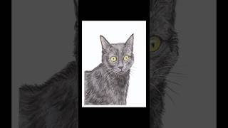 Feline Familiars 415 Inktober BlackCat Cats CatsOfYouTube CatsofArt Art Drawing HigginsInk [upl. by Attener851]