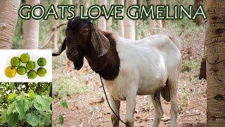 GOATS EATING GMELINA IS IT SAFE [upl. by Altis]