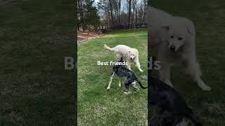 Catahoula Leopard Dog vs Great Pyrenees Epic Battle greatpyrenees catahoulaleopard [upl. by Kciredohr]