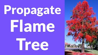 How To Propagate Illawarra Flame Tree [upl. by Nagaet]