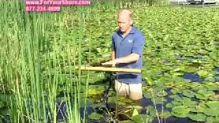 Lily Pad Removal  Lily Pads Remover By The Root [upl. by Adnirual]