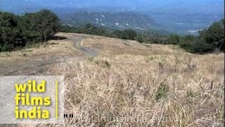 Reiek grasslands Sandy loamy heavily leached soil [upl. by Nnylasor]