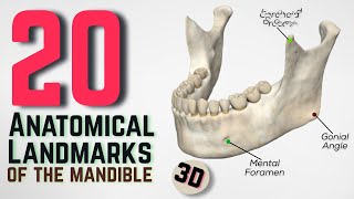 20 Anatomical Landmarks of the mandible  3D [upl. by Bove]